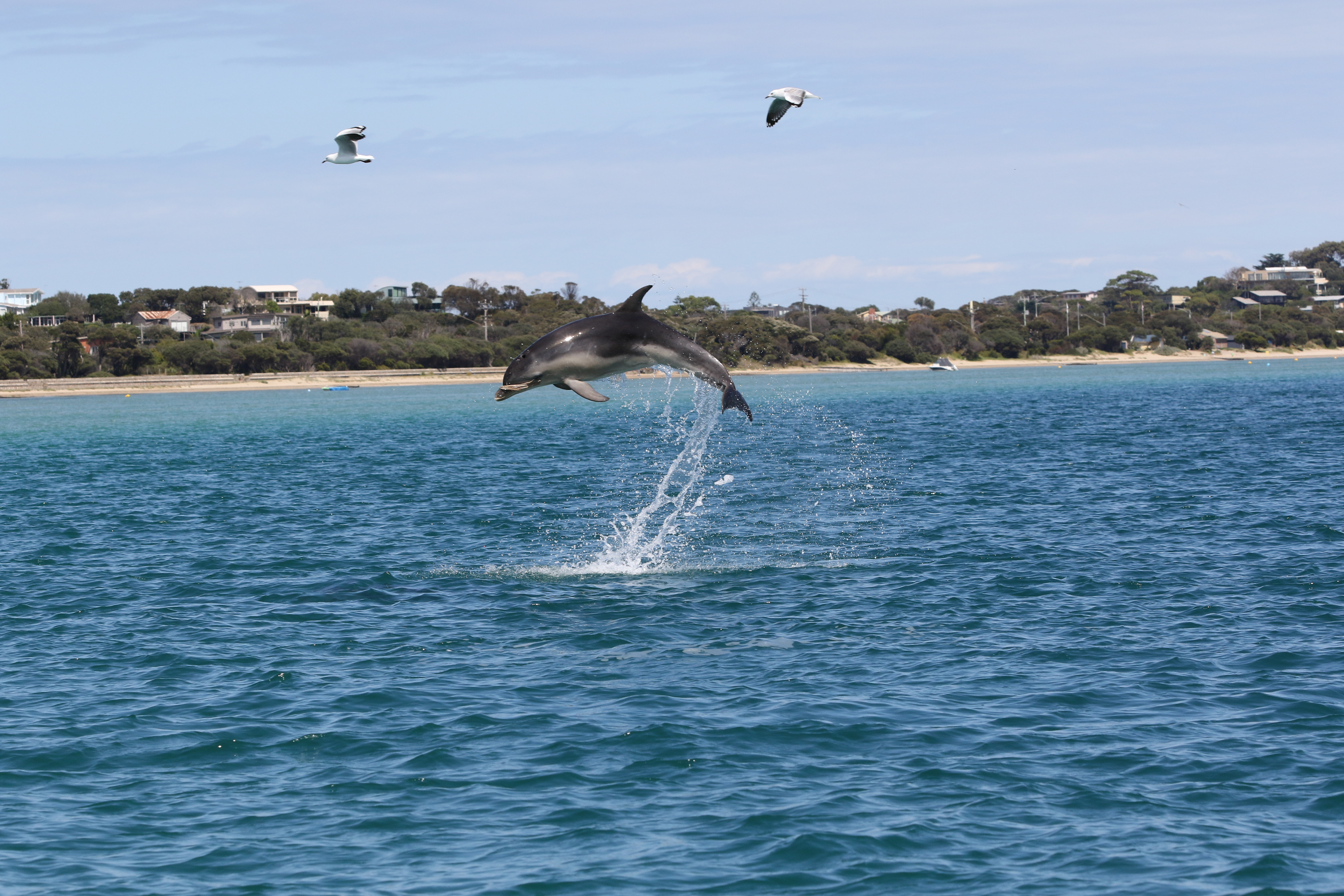 Bottlenose dolphin (Tursiops cf. australis)