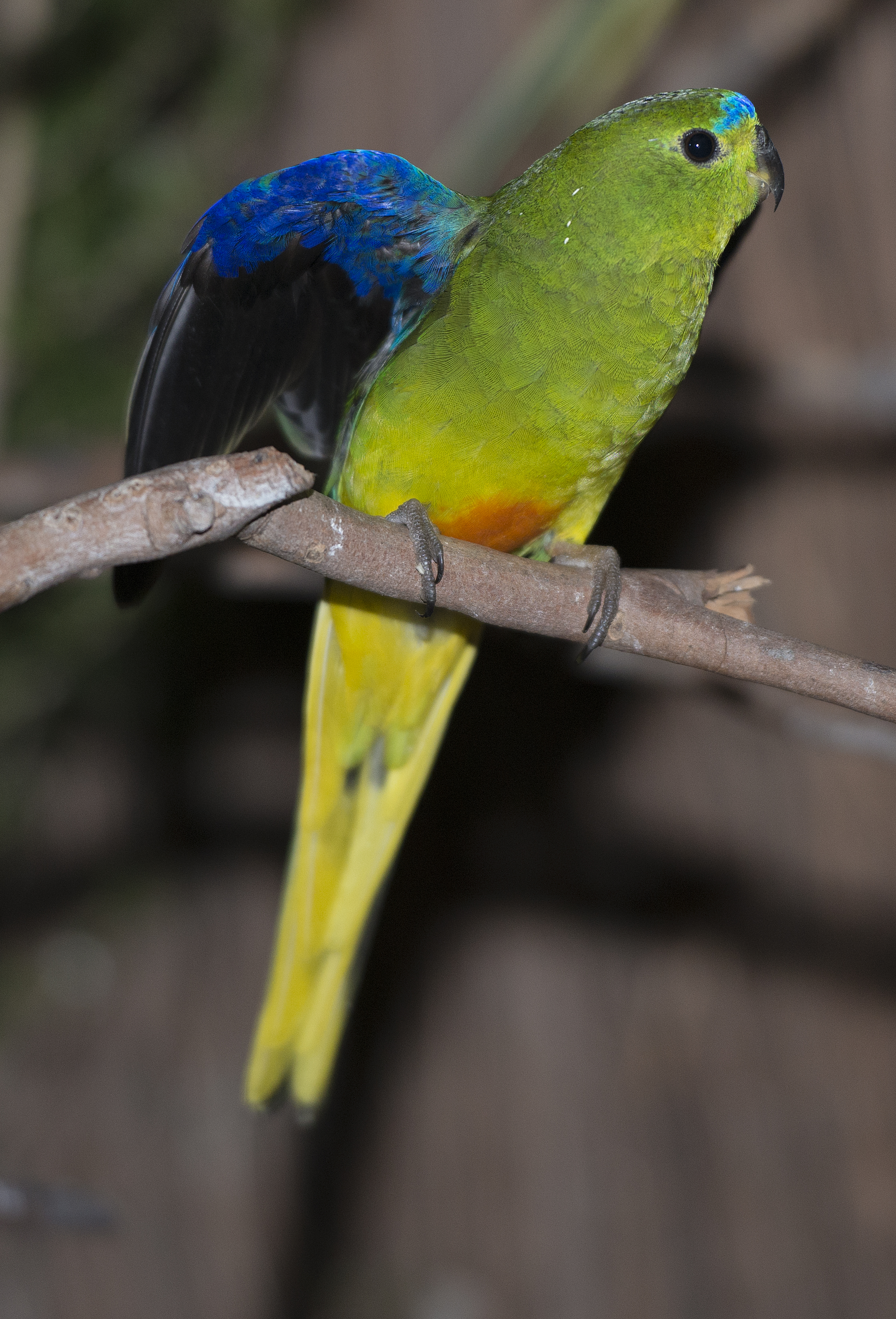 Neophema chryogaster: orange-bellied parrot
