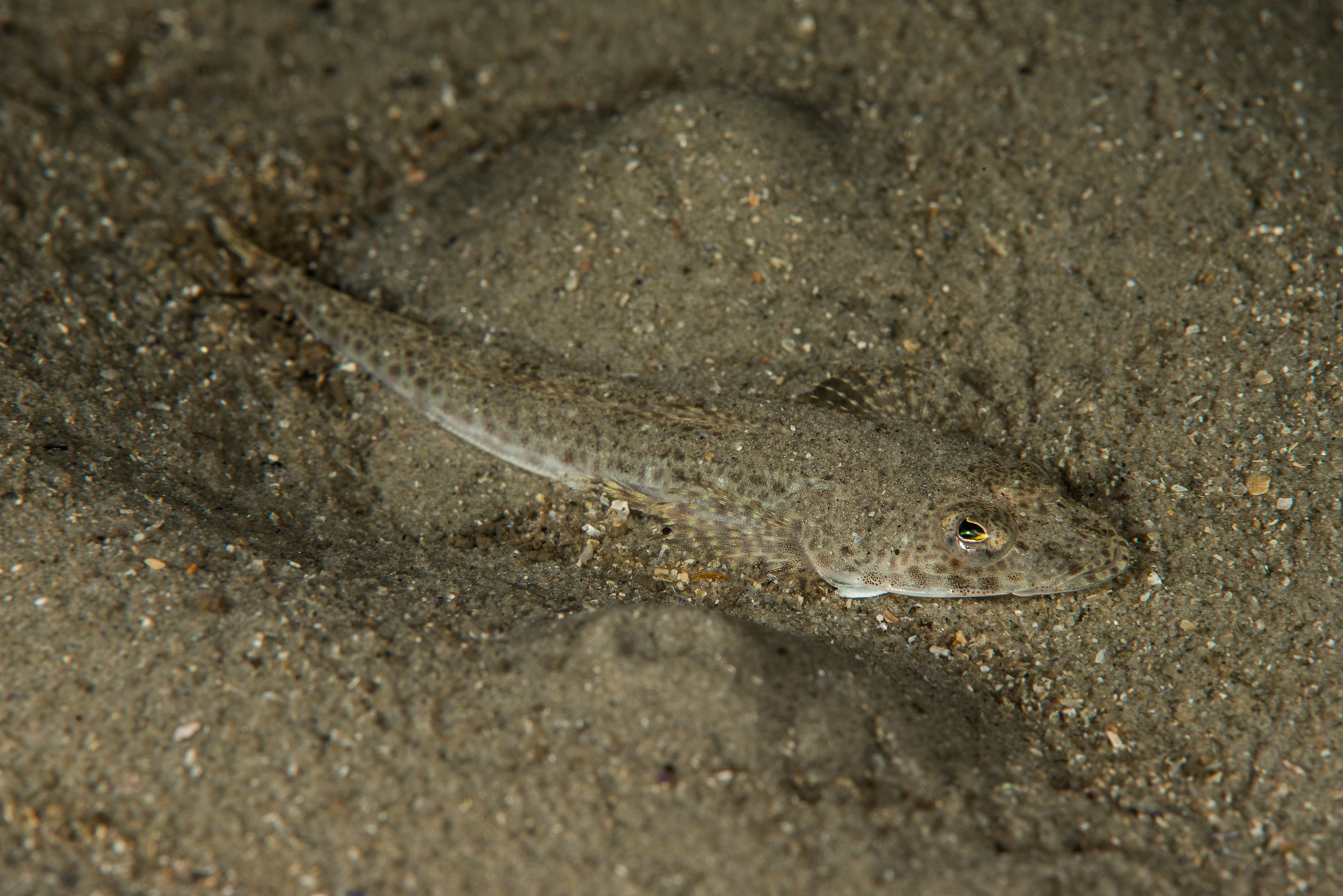Platycephalus bassensis: southern sand flathead
