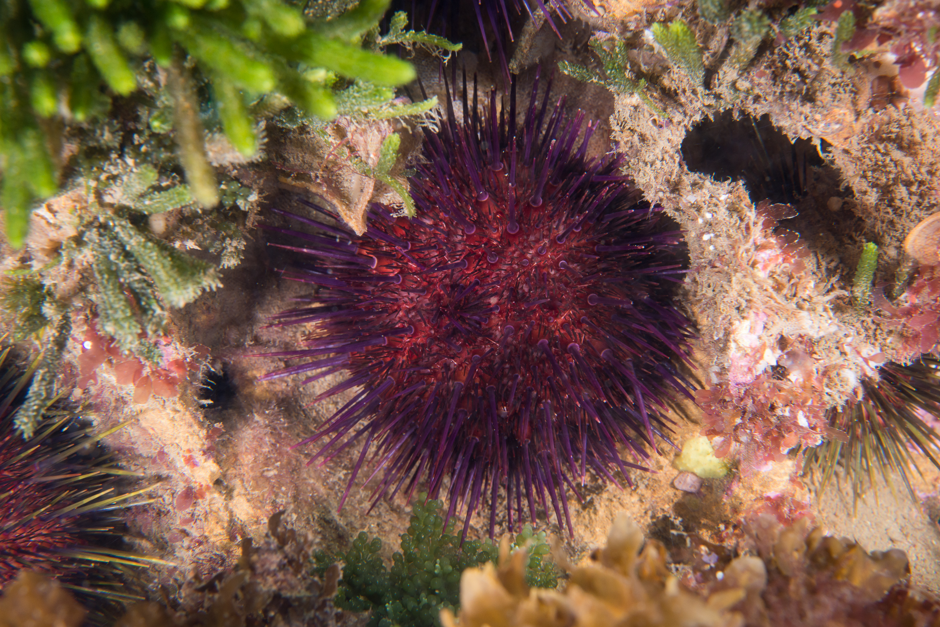 Heliocidaris erythrogramma: sea urchin