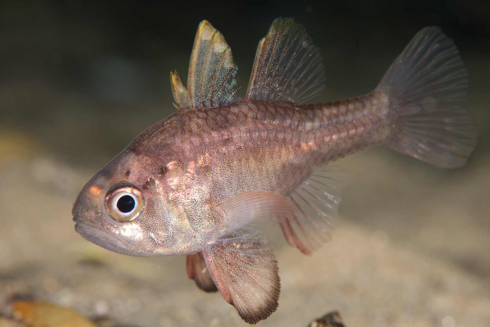 Vincentia conspersa: southern cardinalfish