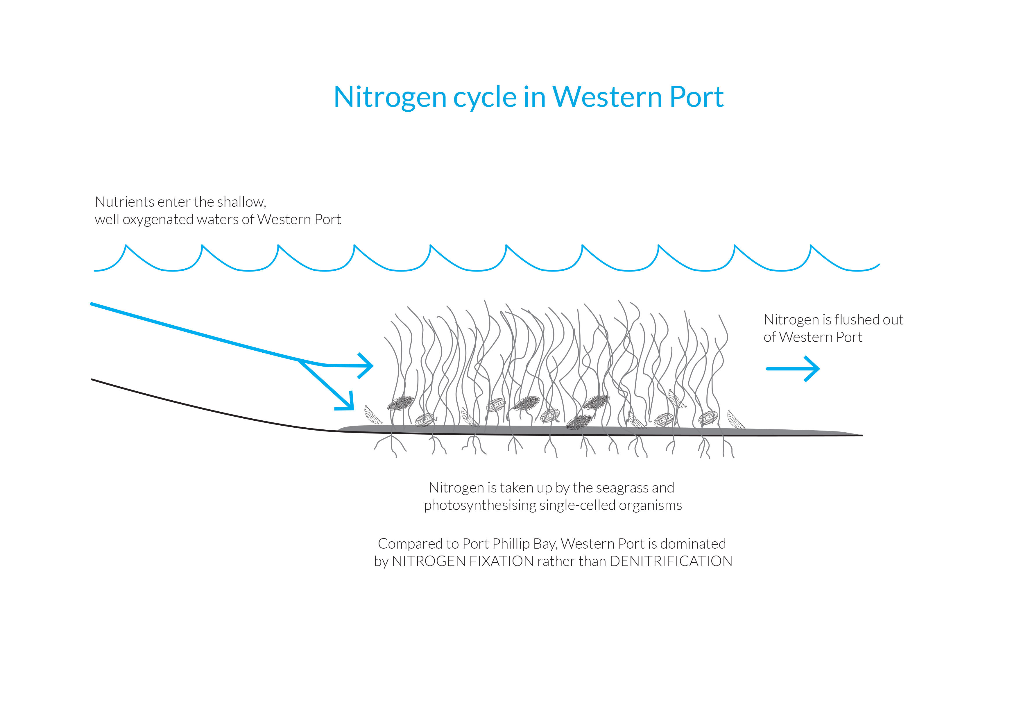 Nutrient cycling in Western Port. Image - Ou Design