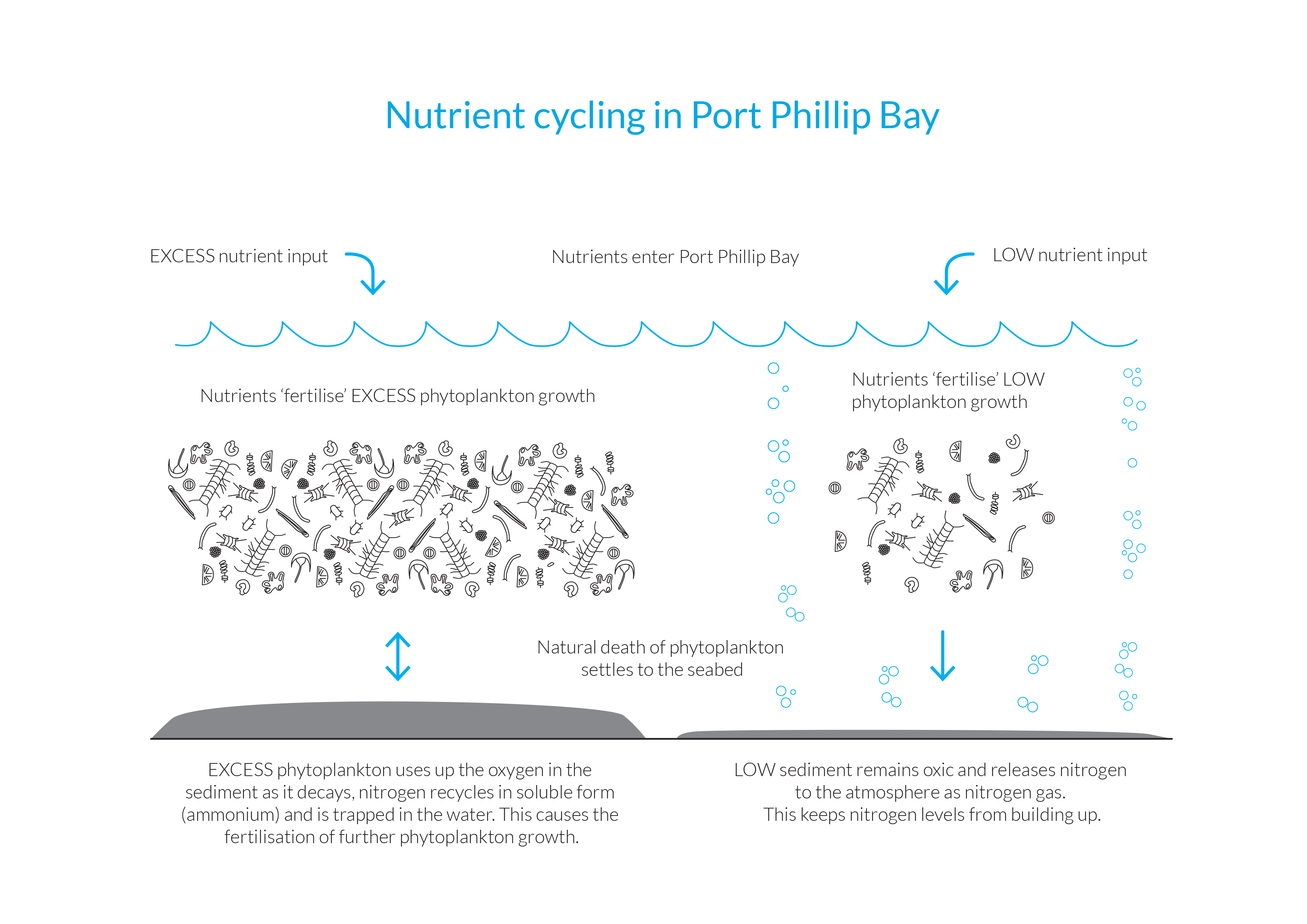 nutrient cycling in Port Phillip Bay