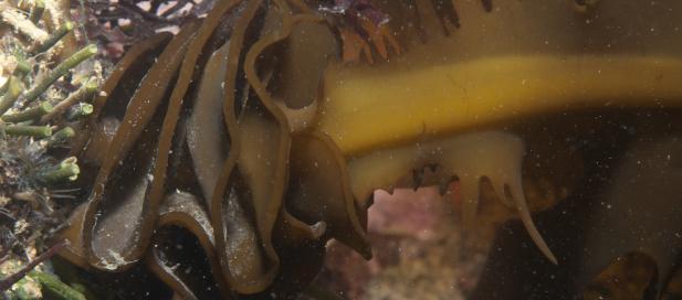 Undaria pinnatifida: Japanese kelp