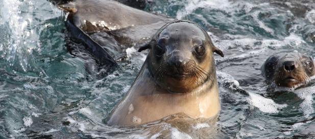 Arctocephalus pusillus: Australian fur seal