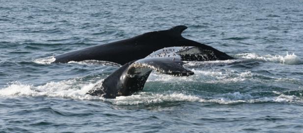 Megaptera novaeangliae: humpback whale