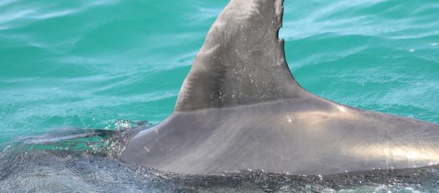 Delphinus delphis: common dolphin, image credit - David Donnelly, Dolphin Research Institute