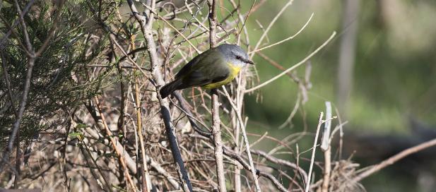 Eopsaltria australis: eastern yellow robin
