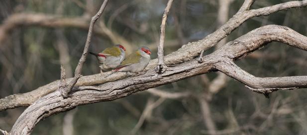 Neochmia temporalis: red-browed finch