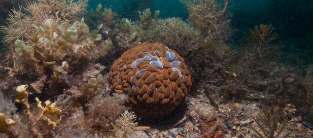 Phlyctenactis tuberculosa: swimming anemone