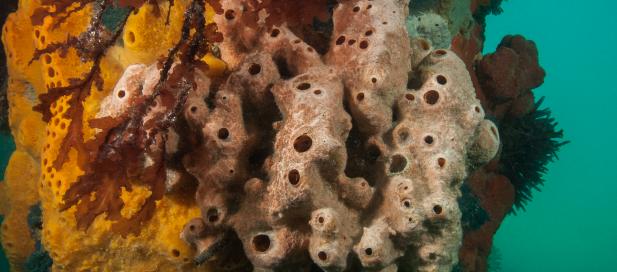 Chondropsis kirki: sponge