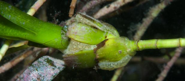 Amphibolis antarctica: sea nymph