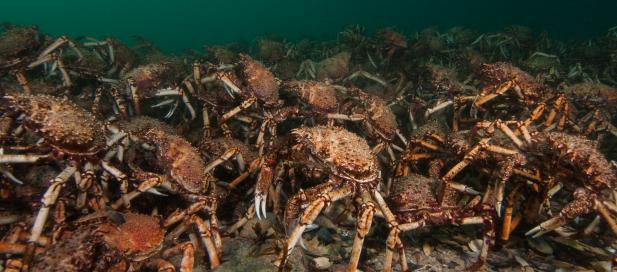 Leptomithrax gaimardii: giant spider crab