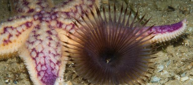 Asterias amurensis & Myxicola sp.: northern Pacific seastar & fan worm