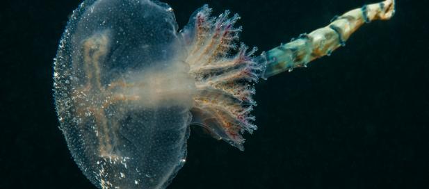 Pseudorhiza haeckeli: haekel's jellyfish