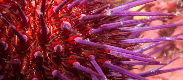 Heliocidaris erythrogramma: sea urchin