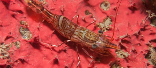 Rhynchocinetes australis: hinge-beak shrimp