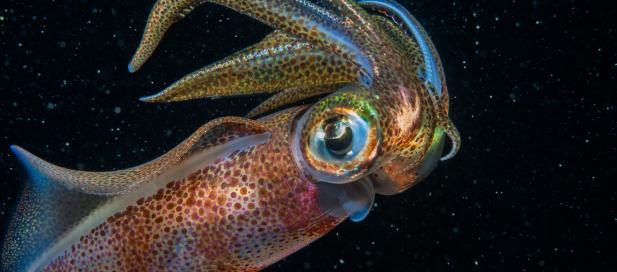 Sepioteuthis australis: southern calamari squid