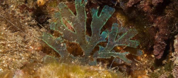 Dictyota sp.: brown seaweed