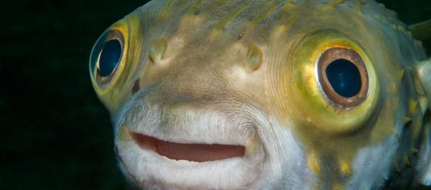 Diodon nicthemerus: globefish