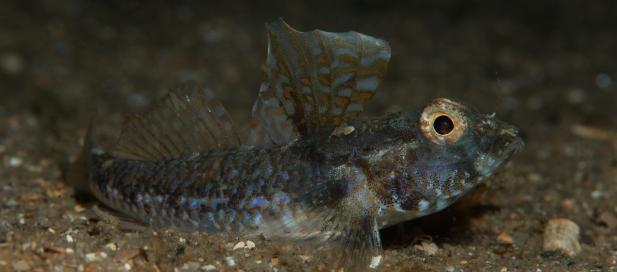 Nesogobius pulchellus: sailfin goby