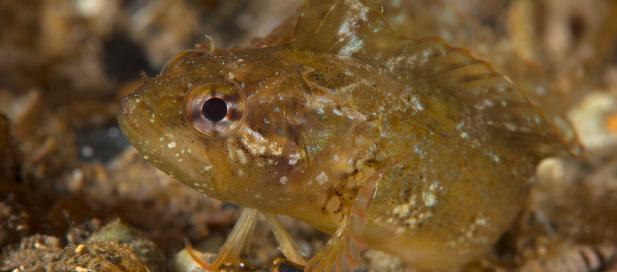 Heteroclinus perspicillatus: common weedfish