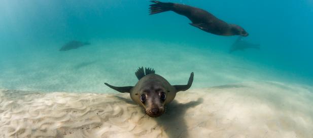 Arctocephalus pusillus: Australian fur seal