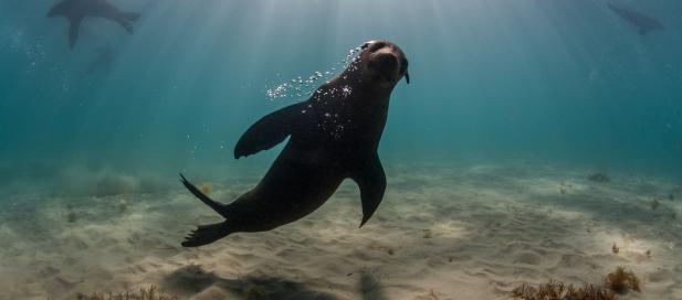 Australian fur seal. Image credit - Julian Finn, Museums Victoria