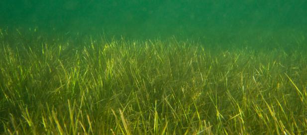 Zostera nigricaulis: seagrass