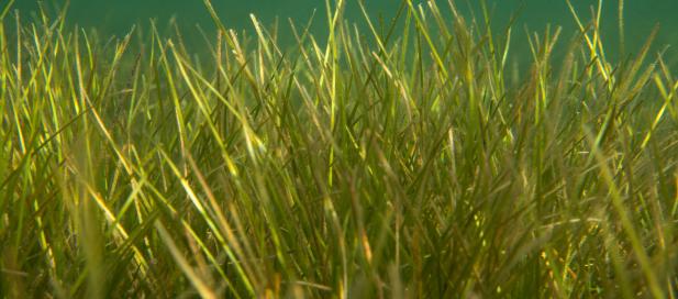 Zostera nigricaulis: long eel grass