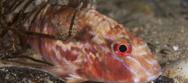 Upeneichthys vlamingii: bluespotted goatfish