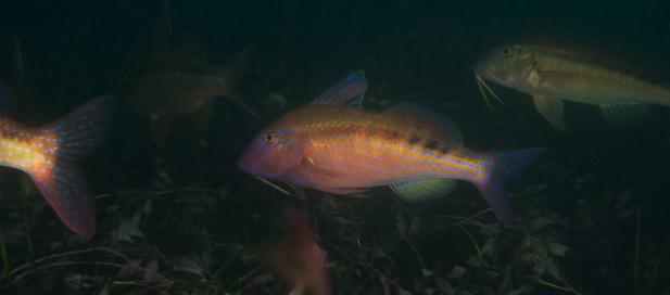 Upeneichthys vlamingii: blue-spotted goatfish