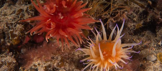 Epiactis australiensis: anemone, and unidentified anemone