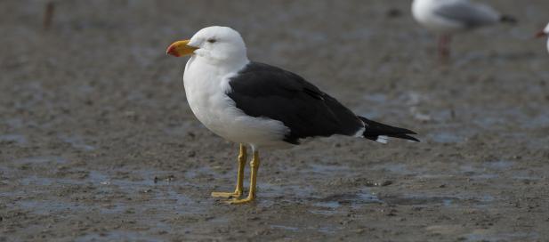Larus pacificus: Pacific gull