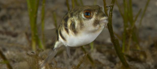 Contusus brevicaudus: prickly toadfish
