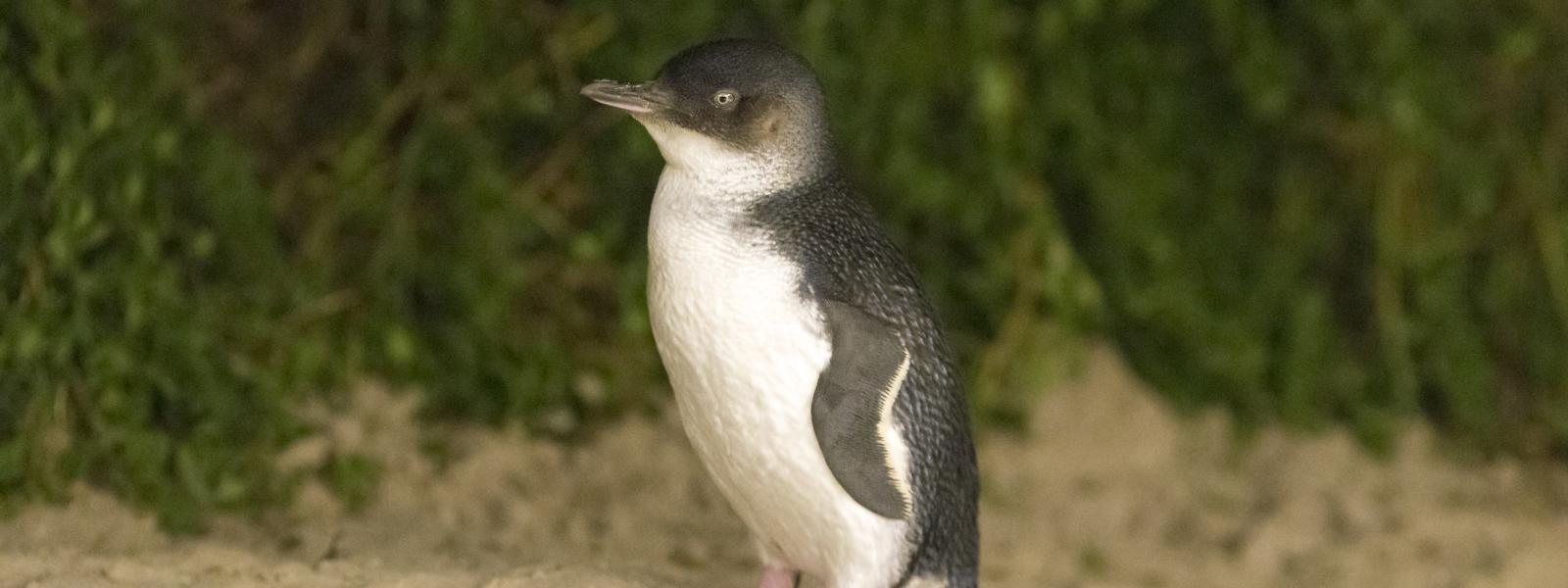 Eudyptula minor: little penguin. Image credit - Phillip Island Nature Park