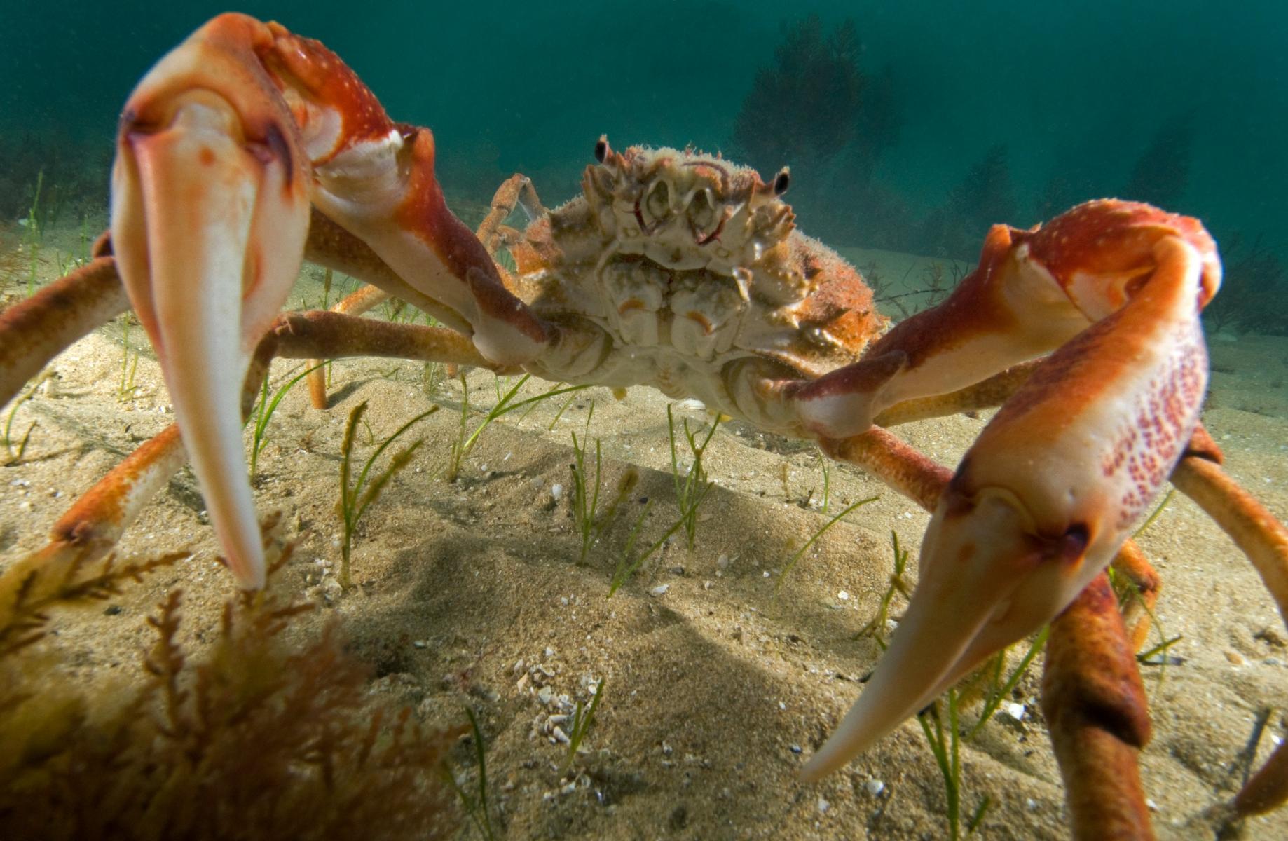 Leptomithrax gaimardii: giant spider crab