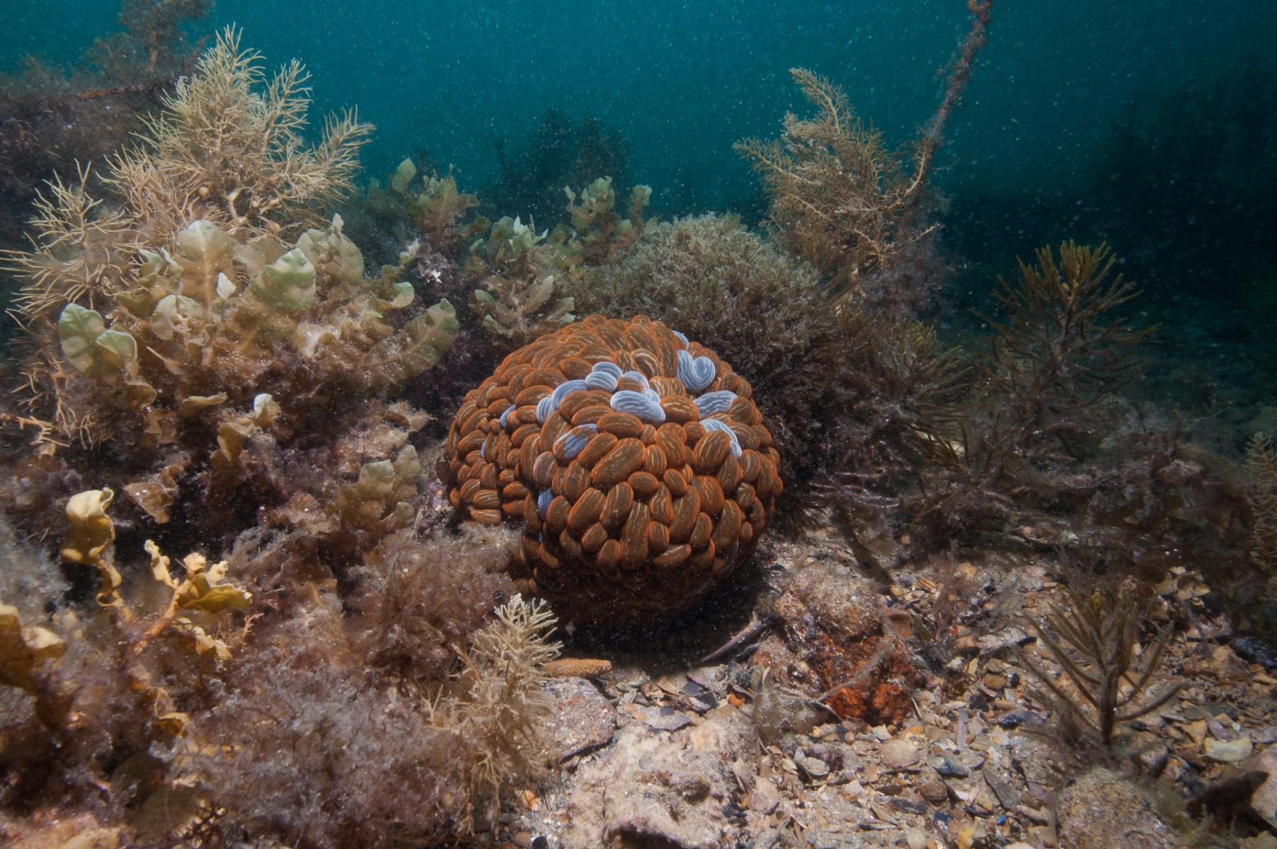 Phlyctenactis tuberculosa: swimming anemone