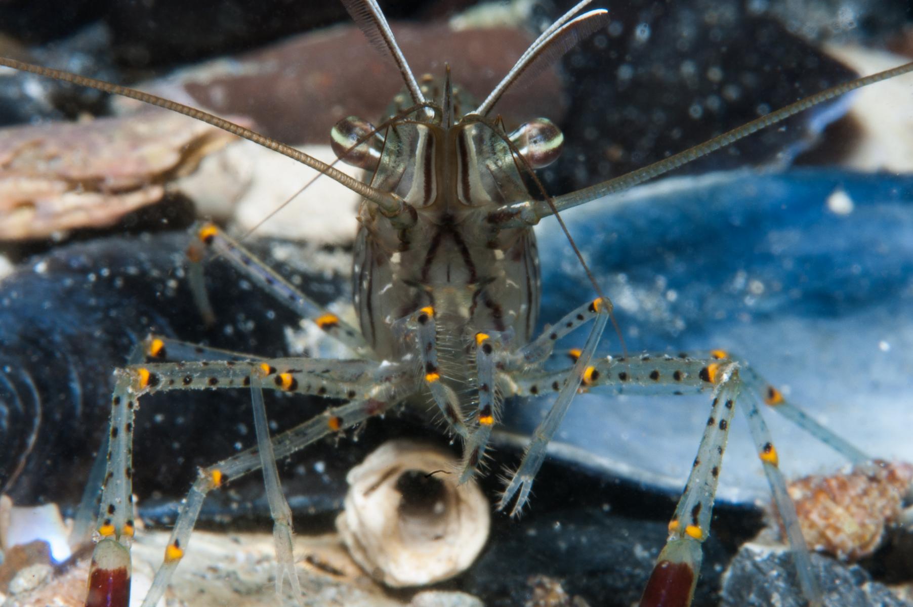 Palaemon serenus: red-handed shrimp