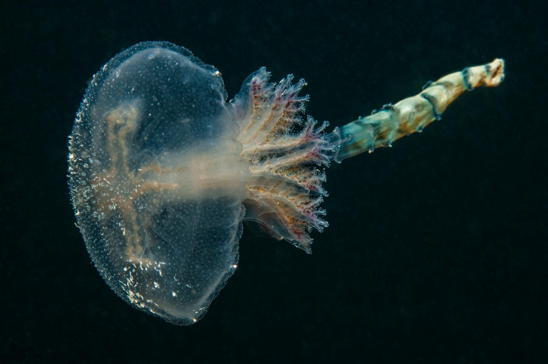 Pseudorhiza haeckeli: haekel's jellyfish