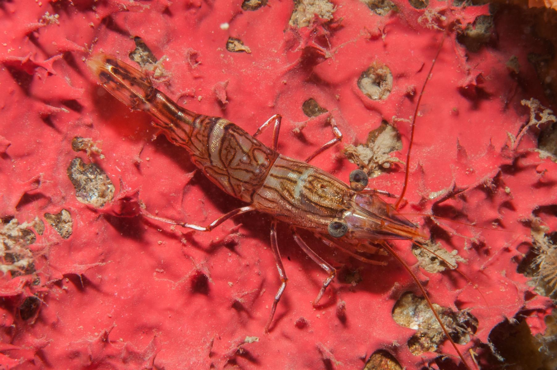 Rhynchocinetes australis: hinge-beak shrimp