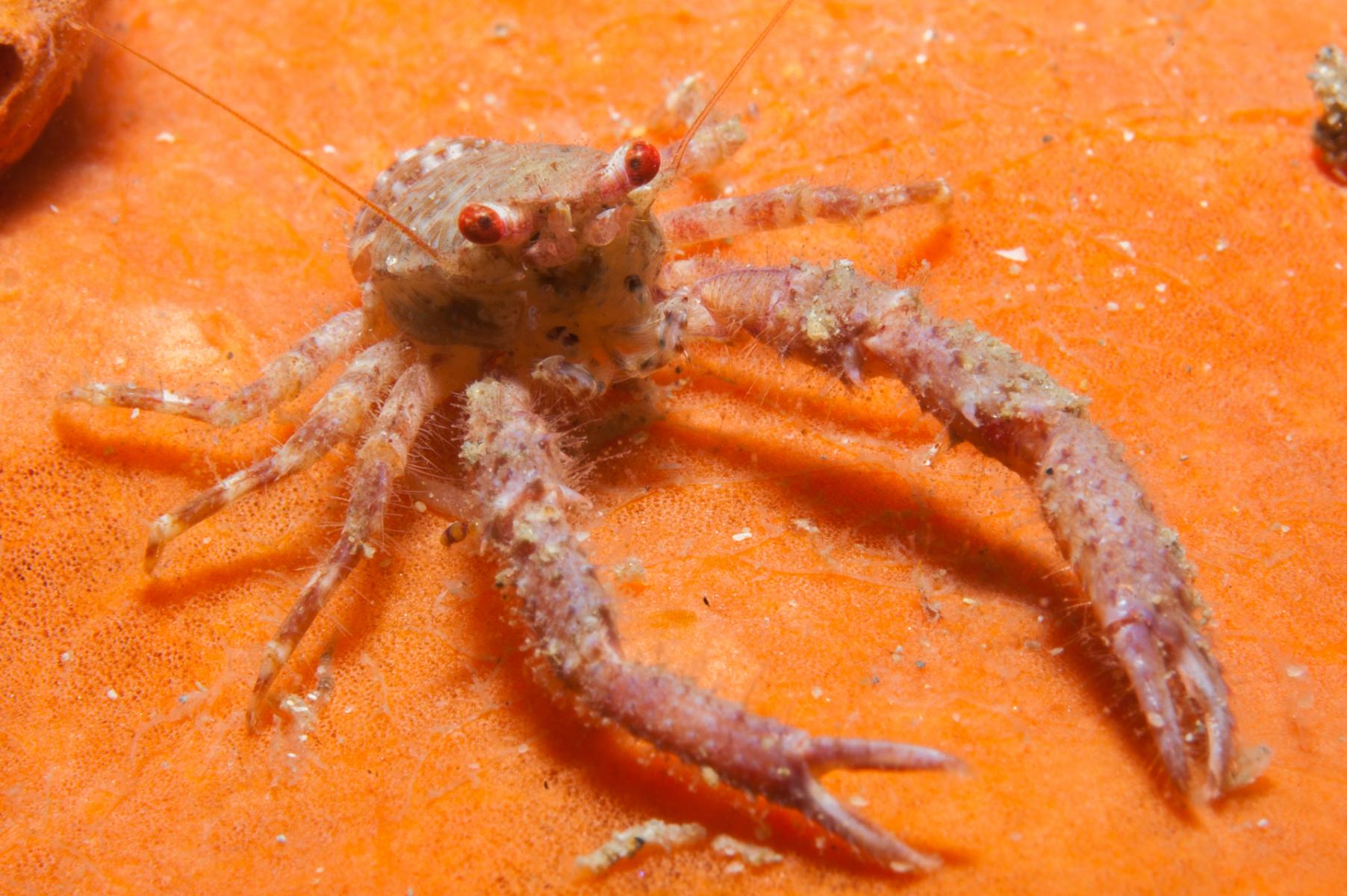 Galathea australiensis: Australian squat lobster