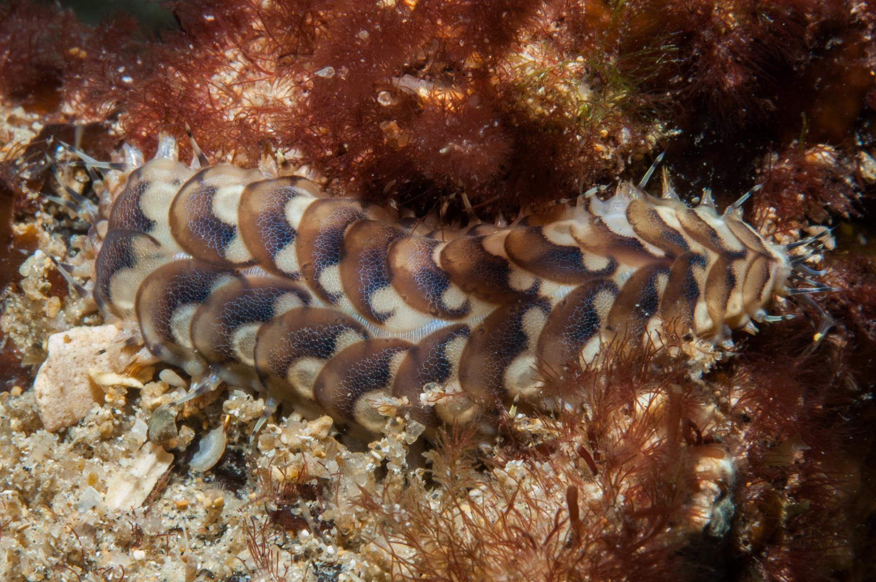 Lepidonotus melanogrammus: scale worm