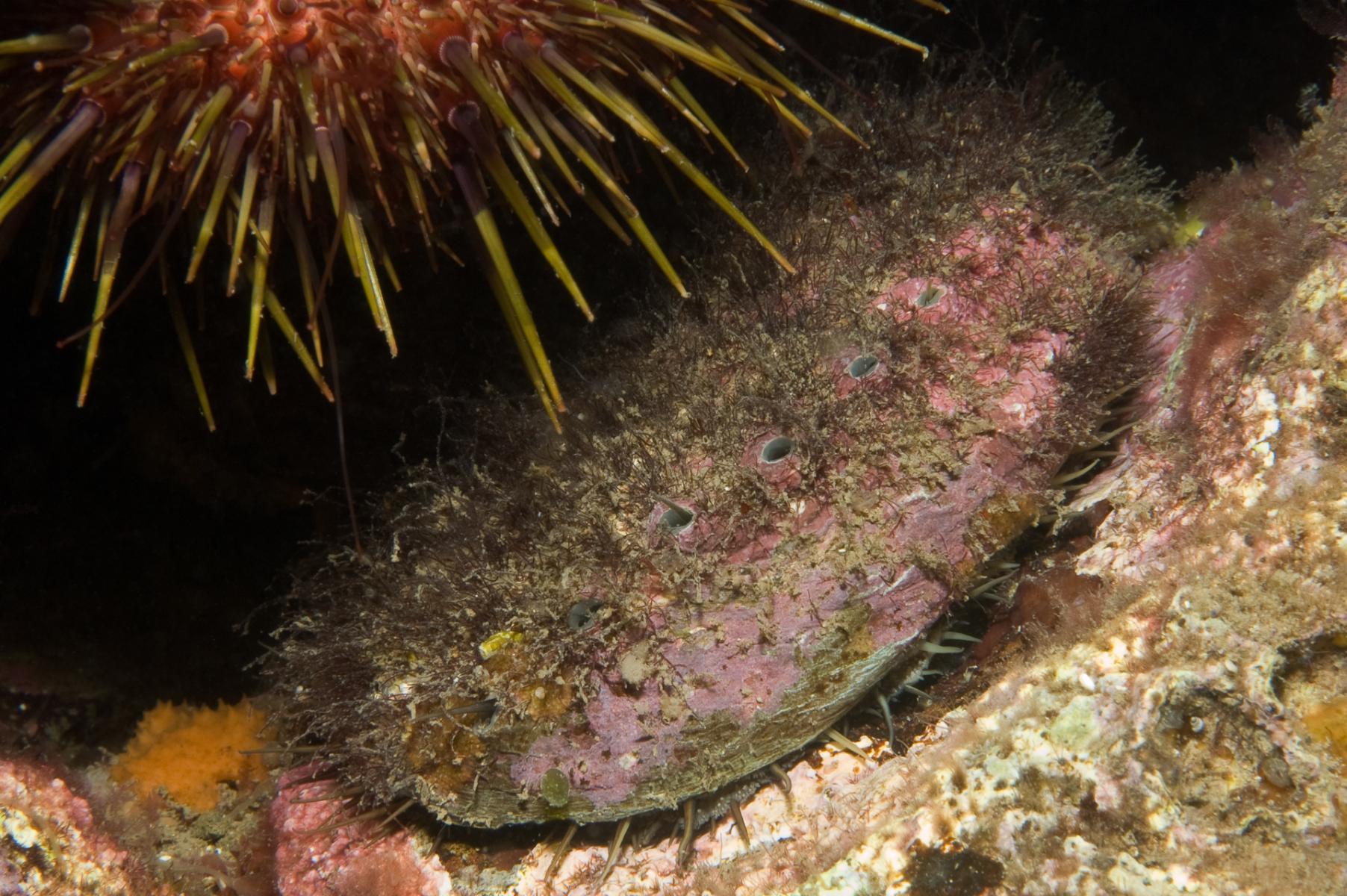 Haliotis rubra: black-lipped abalone with a sea urchin