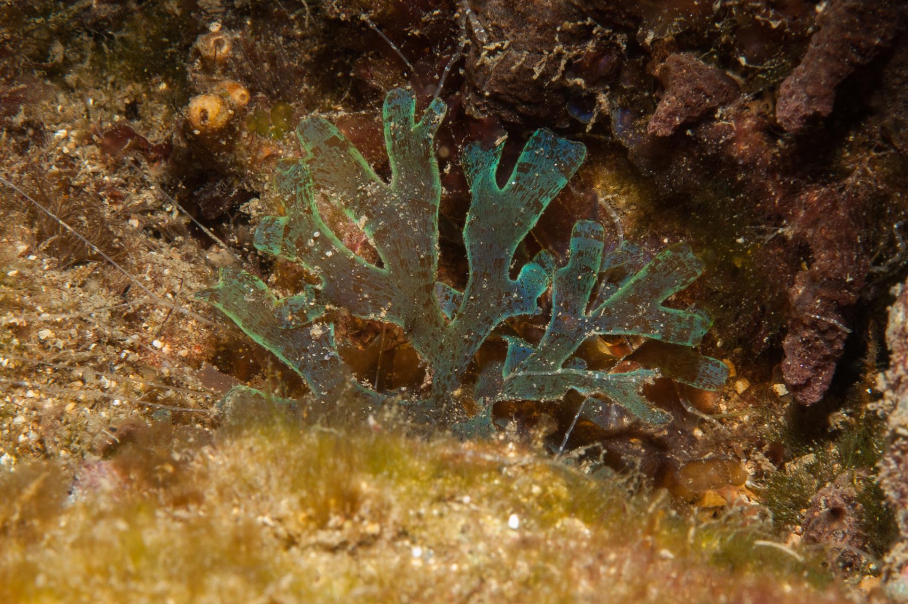 Dictyota sp.: brown seaweed