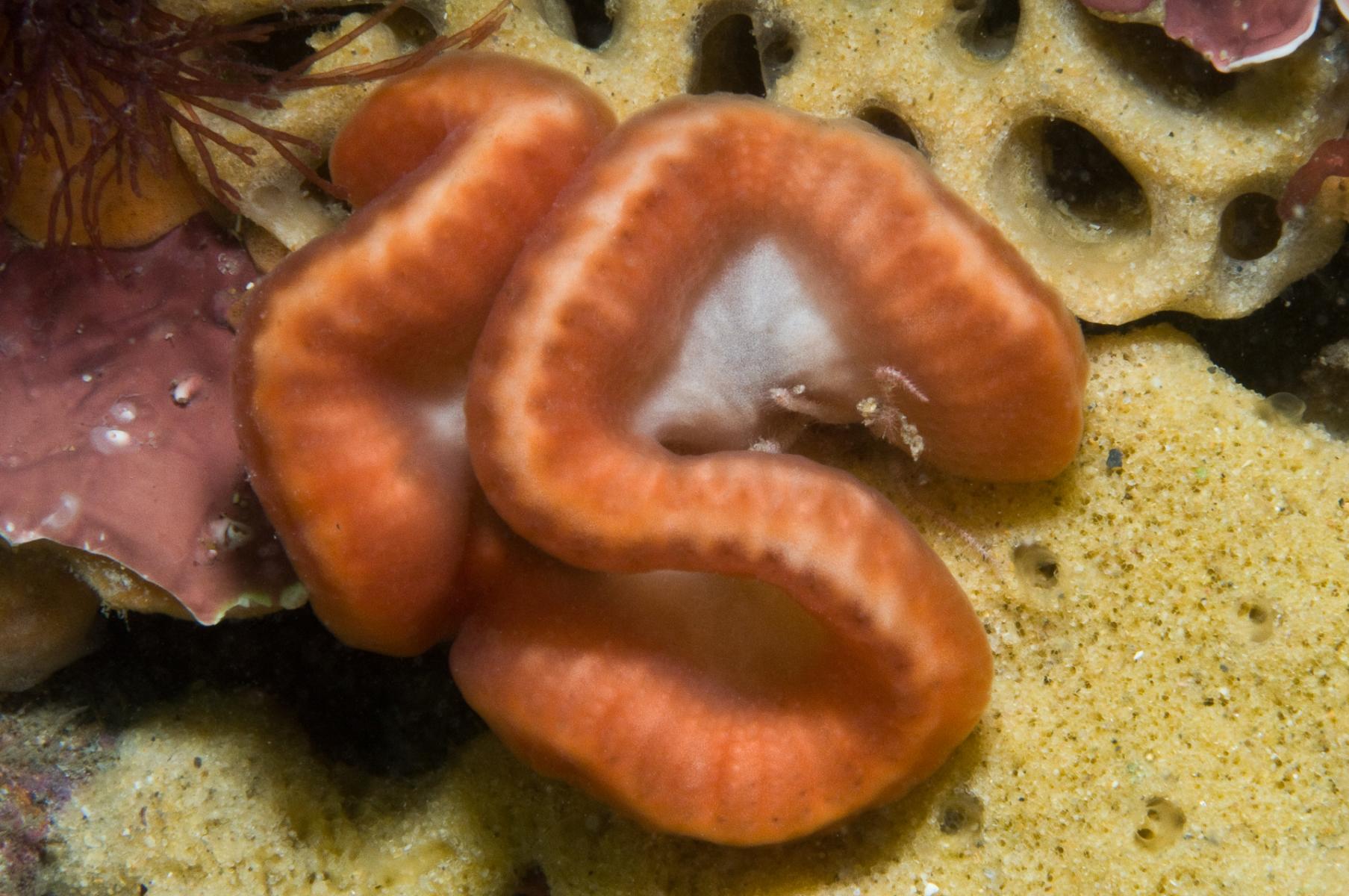 Sycozoa cerebriformis: brain ascidian