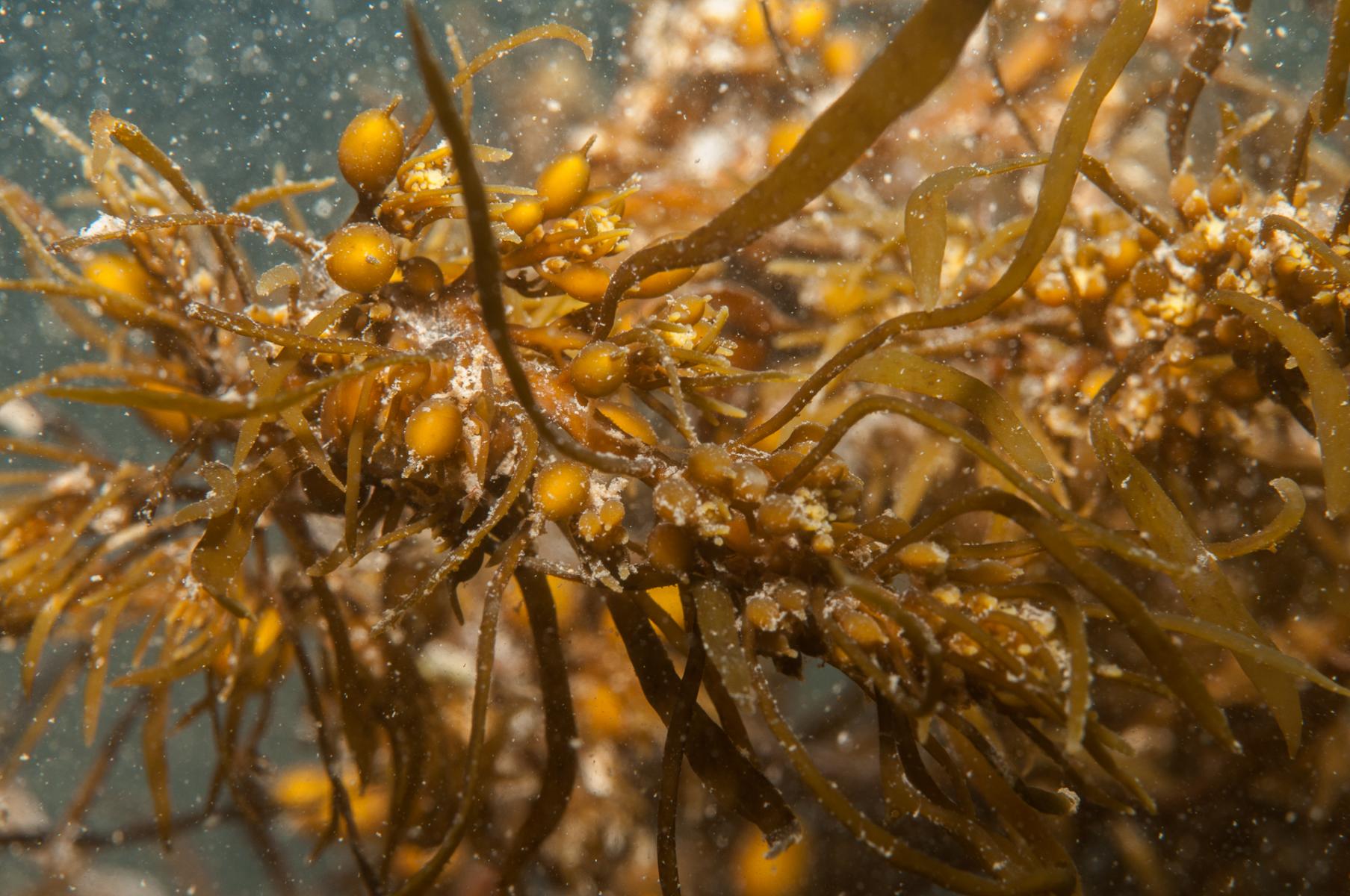 Sargassum heteromorphum: brown seaweed