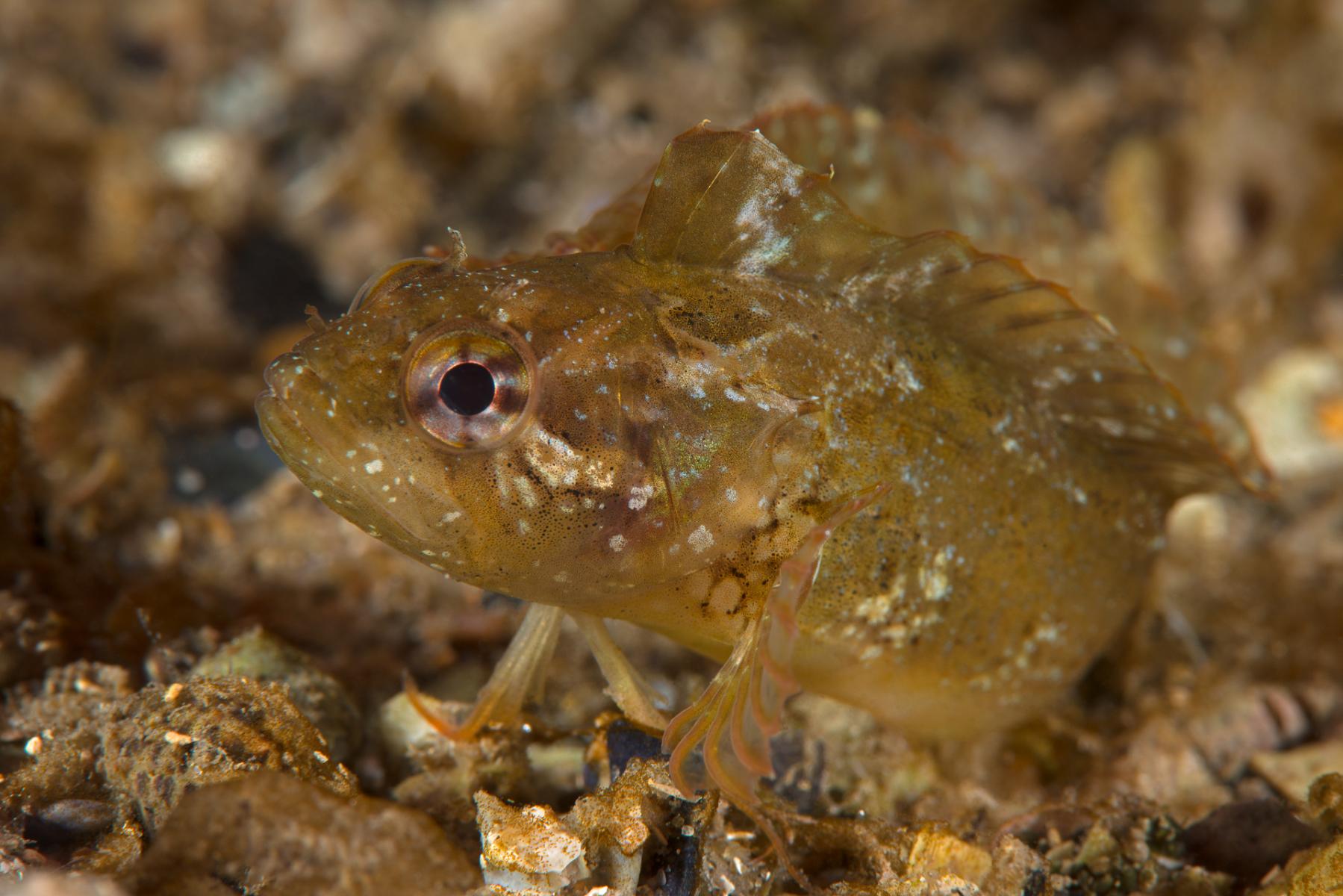 Heteroclinus perspicillatus: common weedfish