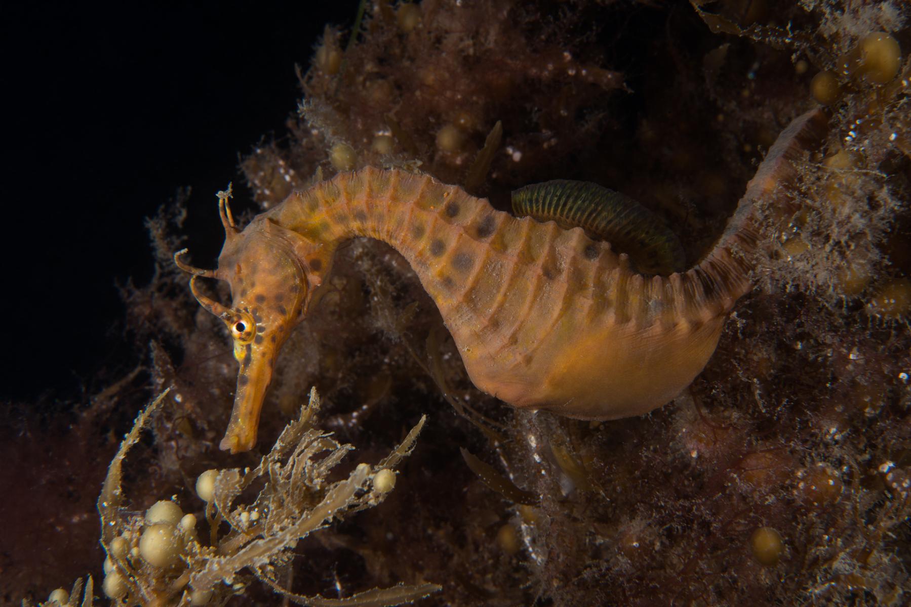 Hippocampus abdominalis: bigbelly seahorse
