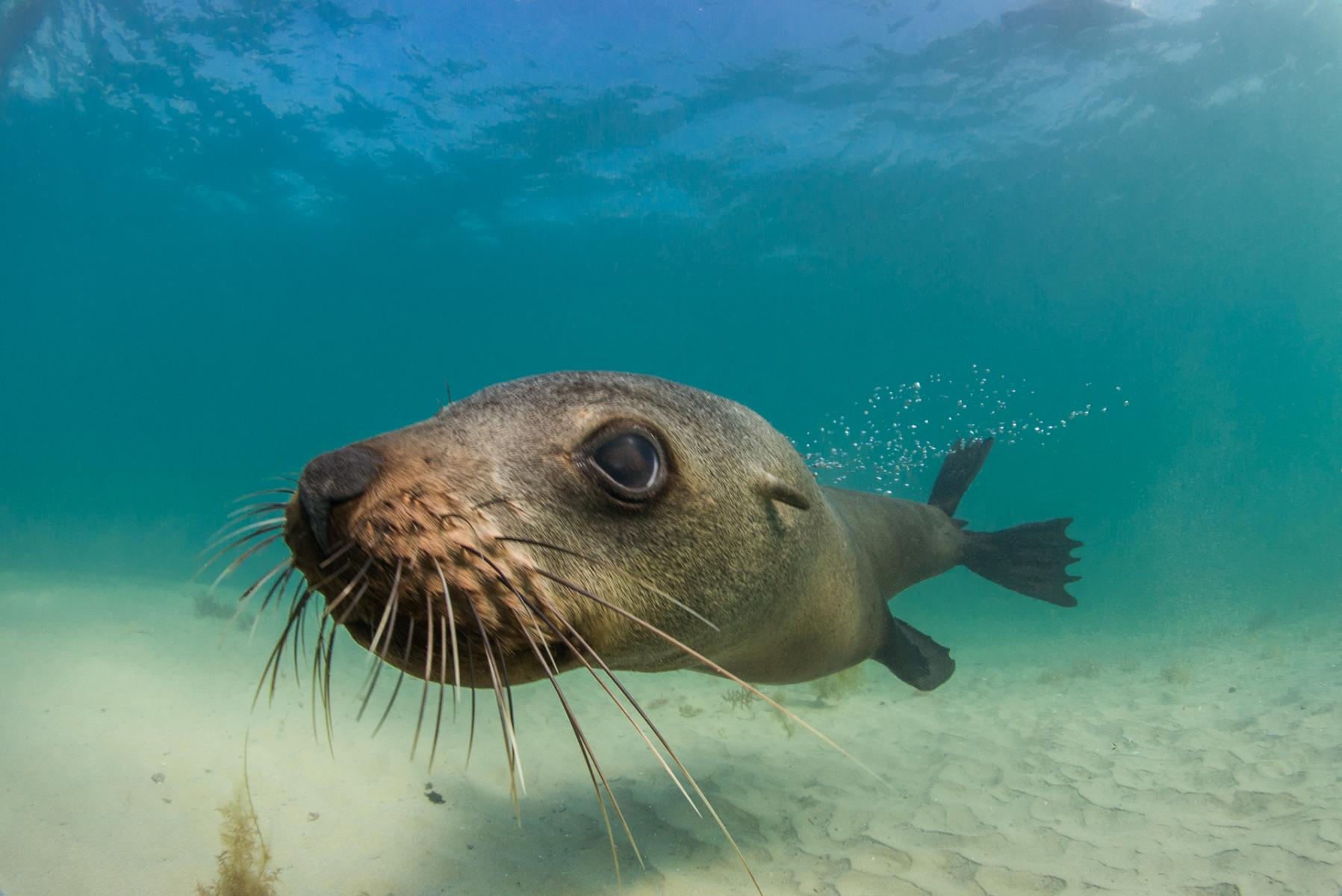Australian fur seal. Image credit - Julian Finn, Museums Victoria